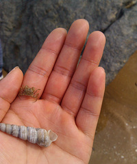 ����Ϧȵ�Ż᡿+ԭ����Ҳ������