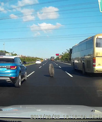 ������ͻȻ����һֻ����̥�������������������