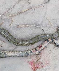 ׽������  ���ѣ����ұ��������