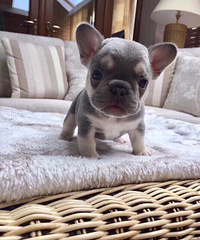 ���˻�ò��繷ϵ�С�����û���� ��һֻС����450000��