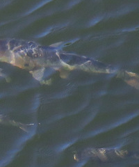 ��ۣ������ٿ����������ᣡ