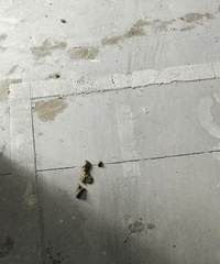 ��Ȼ����������С������������  �����й�ʺ ��ש���������