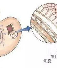 32������ʸ�����3��̥  ����ֻ��2��4����