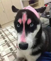 一股清流