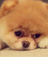 ���Ŷ�̥ ͻȻθʹ�����ش��  һ��鷢��һ�ѵ���ʯ��