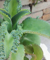 ����ʮ����İ�Ѫ������ ��Ҫ���