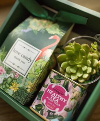 ����Ͳ�Ҷ��������