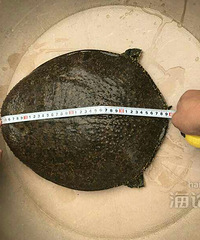 "周王庙河里钓上几十年的老甲鱼,大到你没见过"