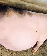 ��������һֻ������ ��������ˣ�