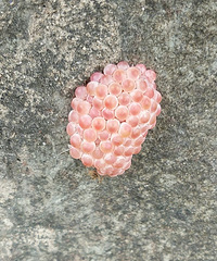 �ֲ������ڼ��˺ӱ��ĵ������������ѣ��й�����ʳ�������� ��