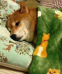 ������¥��������ǰ�ҹ����Ϸ �����Ŵ�����У�