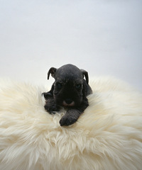 ����û�����ֽž���Ĳ��� ����Ҫһ˫��ů����