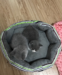 �Լ�����Ӣ������ ���ɰ�