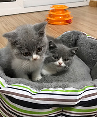 �Լ�����Ӣ������ ���ɰ�