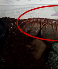 �ֲ��������˾�͵͵������������򼡤����