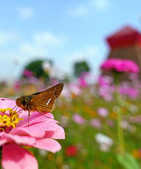 ��ĩ�����������̵� ��Ƭ���������ˣ�