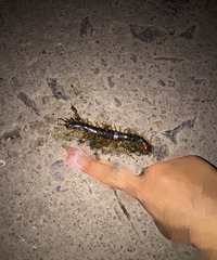 ɢ��������������ָ�����Ĵ���� ��˵�������ٿ飡