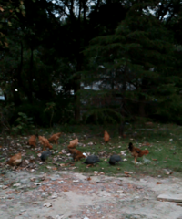 ����ĳС���ﾹ�з����Ĵ����ݼ�������һȺȺ��