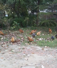 ����ĳС���ﾹ�з����Ĵ����ݼ�������һȺȺ��