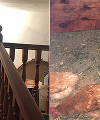 �����ڶ�¥���� ����������ֳԼ�