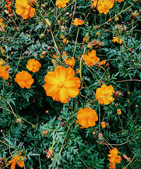 Flower sea