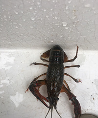 ������ �и���һ��ϲ���������