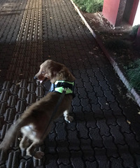 �������������ֹ�� ��ȴֻ������ֻ��