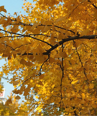 �������ů