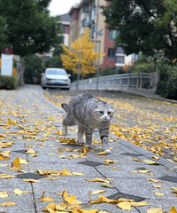 ����С����Ϯ ������һ��Ϊ���С������call~