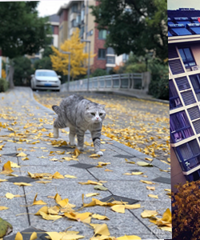 �Ҽ�С�������� ��������·