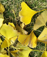 ȥ��÷����������  ��������������� ���˺�����Խ�о�����