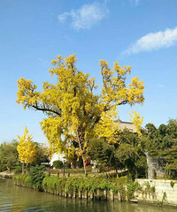 ȥ��÷����������  ��������������� ���˺�����Խ�о�����