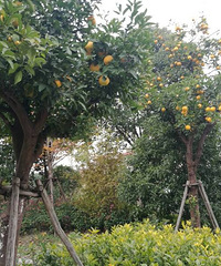 �������ķ羰����һ����ζ~