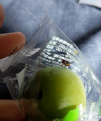 �������˰���÷ һ����������һֻ��Ӭ��ʬ