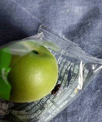 �������˰���÷ һ����������һֻ��Ӭ��ʬ