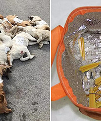 �ɶ񣡼���͵�����ö���ɱ�� �����͹ݣ�