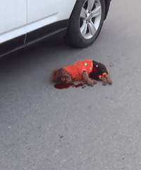 С������·û˩����ײ�� ˾�������ط��� ƾʲôҪ��