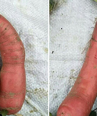 һ���ܲ������ȣ����ѣ����β���