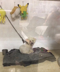 求教,自家狗狗被冒领