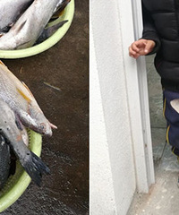 �������˺ü����� �һ�ץ�˸���һ