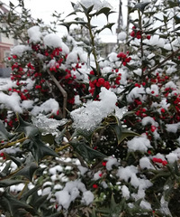 �����࣡��֦�϶�����С������  Ī���ɰ���