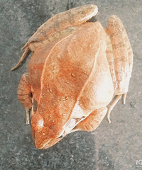 ���˹��ˣ��賿���㱻���������� ��Ȼ��ԡ���﷢���ˡ�������