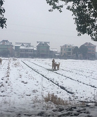 ��ѩ���Ȼ���С�ũ�񲮲����ڸ��أ�ǣţ�Ƴ��Ķ��С�������