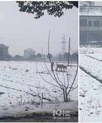 ��ô��ѩ��Ȼ���������ֵأ�ǣţ�Ƴ����С�������