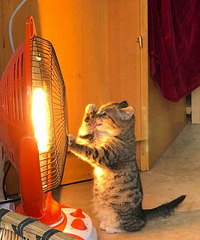 �������ɰ����ӻ��̵�è�ɾ��� ��Ȼվ����ȡů��