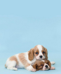 ��������ؼҹ���Ӧ��������� ���ײ��ǲ�ǣ��