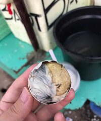 [��ʳ]3��Ǯһ����ë���� �����ڳԵ��ˣ�