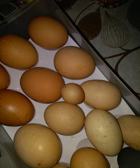 ��ĸ�������һ�����伦�� ����ָ�׸ǲ��󡤡�����