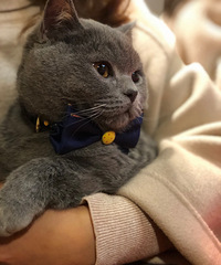 ������׵ܵܡ��������ý���Ԥ����