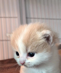 ������׵ܵܡ��������ý���Ԥ����